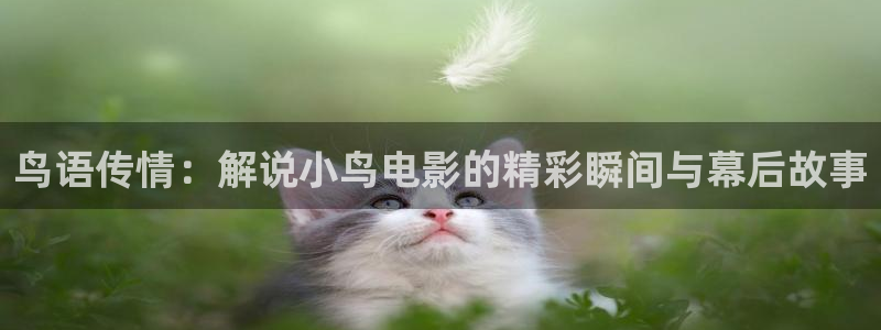 午夜伦理秋霞电影：鸟语传情：解说小鸟电影的精彩瞬间与幕后故事