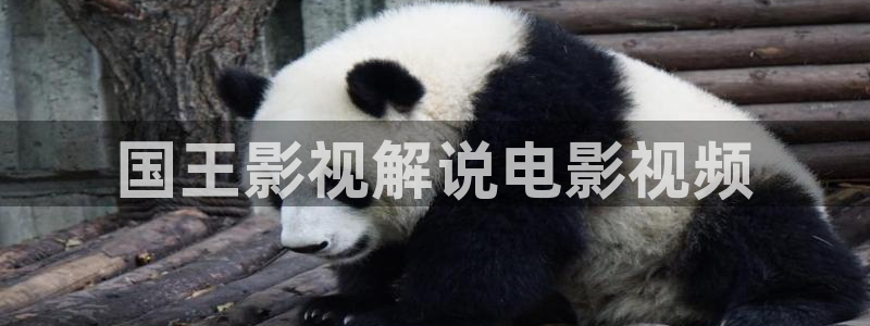窝窝午夜看片：国王影视解说电影视频
