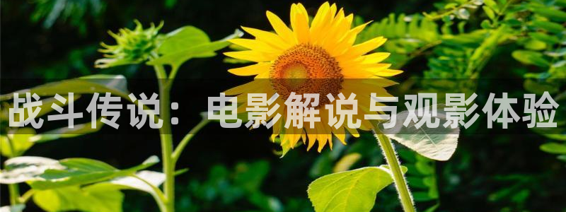 草民午夜电影网：战斗传说：电影解说与观影体验